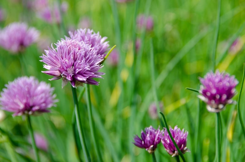 Witch's Herb Patch